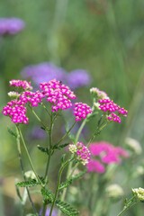 Close up of pink common yarrow (achillea millefolium) flowers in bloom © tom