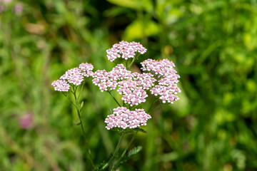 Common yarrow (achillea millefolium) flowers in bloom © tom