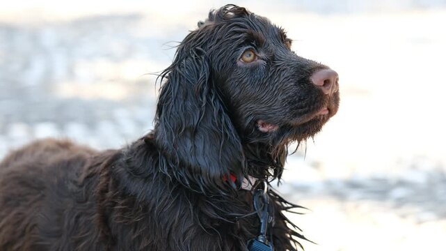Close-up of a wet brown english cocker spaniel turning its head and panting from the heat. The adorable purebred puppy is enjoying a hot summer day outdoors, showing its tongue in slow motion