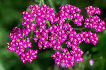 Close up of pink common yarrow (achillea millefolium) flowers in bloom © tom