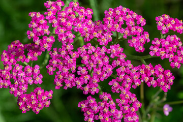 Close up of pink common yarrow (achillea millefolium) flowers in bloom © tom