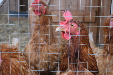 Brown chickens peering through wire fence at farm coop. © Torderik