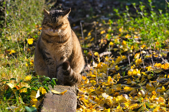 Peaceful Japanese tabby cat resting on golden ginkgo leaves in autumn