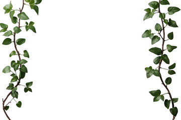 Fototapeta premium Slender hanging leafy green vine isolated on transparent background