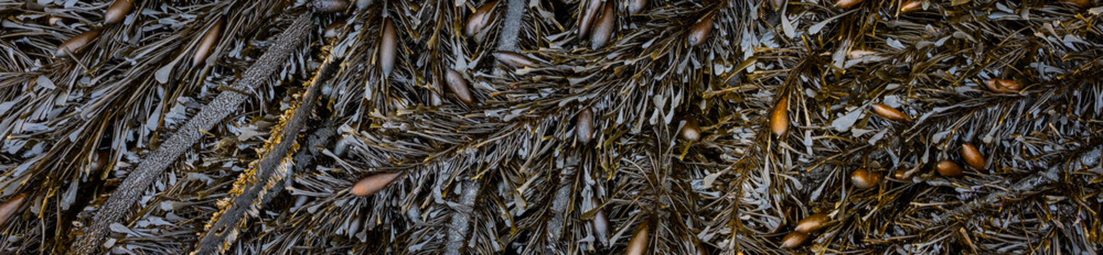 Golden brown Studded Sea Balloon Kelp on the beach at low tide, Seal Rocks state park, Oregon, pattern and texture in nature
