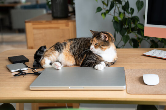 Domestic calico cat lying on laptop and office desk near computer monitor, misses its owner. Pets and modern technology at home. Cat life. 