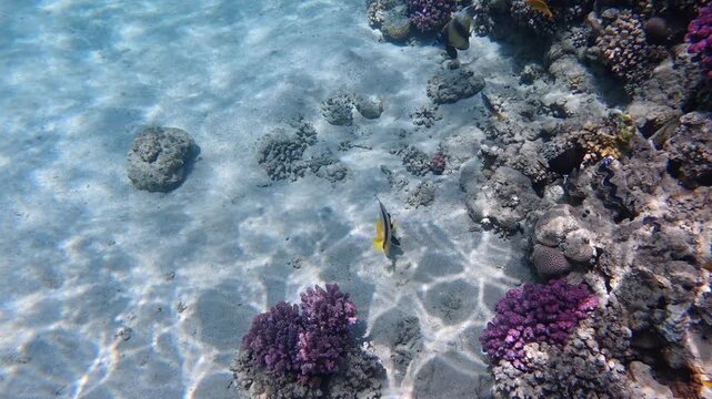 Tropical reef fish swimming over a shallow coral reef in the crystal-clear waters of Makadi Bay near Hurghada, Egypt. Colorful corals, sandy seabed and sunlight patterns create a vibrant underwater sc