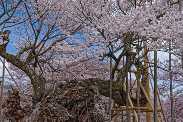実相寺に咲く日本最古級の神代桜と力強い幹 © Kenji Akiyama