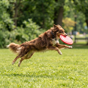 Energetic Australian Shepherd Dog Jumping and Catching Flying Disc in Park