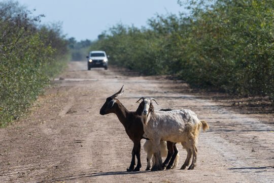 Cabras en el camino en Ba&ntilde;ado la estrella, Formosa.
