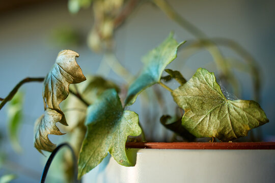 Dry and discolored plant leaves with fine webbing visible between them