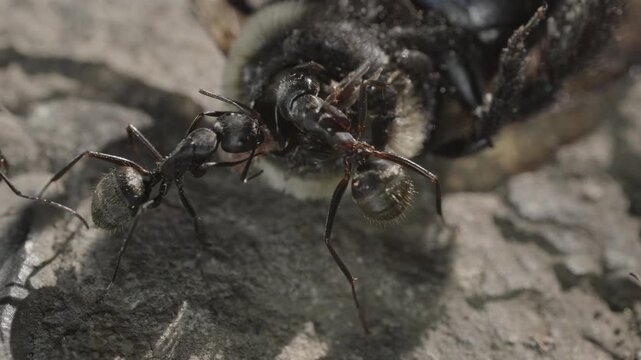 Sunlit extreme macro close up of black carpenter ants biting dead carpenter bee

