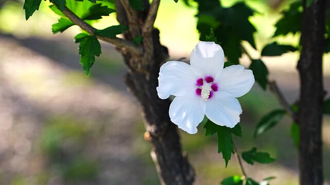 White Rose of Sharon Mugunghwa Hibiscus Flower Blooming on Branch in Morning Summer Garden