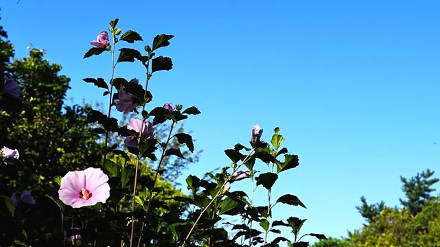 Rose of Sharon Mugunghwa Hibiscus Flowers against Clear Blue Morning Sky in Summer Garden