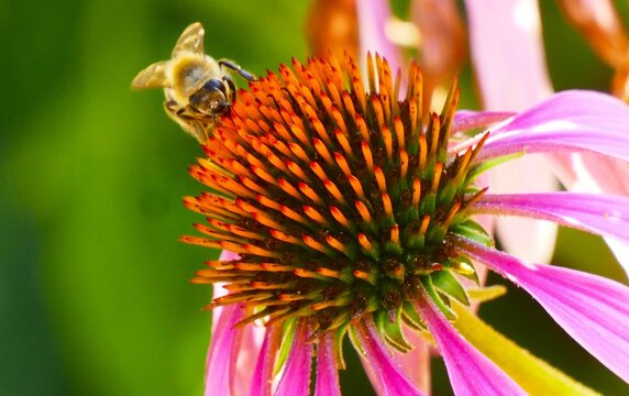 Bee collecting pollen on pink echinacea flower in the garden, close macro detail, bee and flower background
