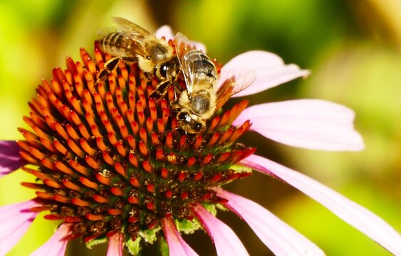 Bee collecting pollen on pink echinacea flower in the garden, close macro detail, bee and flower background