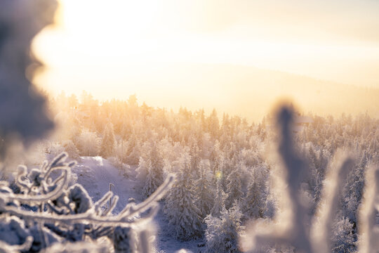 Frost-Covered Trees in the Arctic Wilderness