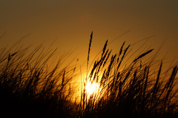 Silhouette of wild grasses and seed heads against a dramatic warm golden sunset sky © Szymon