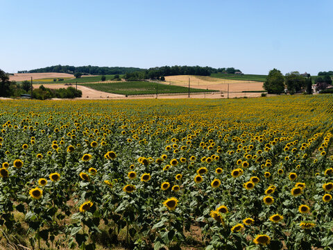 Picturesque, vibrant sunflower field, Dordogne, southern France.  Bright yellow flowers turn their heads in the summer sun. Beautiful rural summer scene typical of the French countryside.