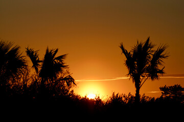 Palm tree silhouettes at sunset in a tropical coastal landscape © Szymon