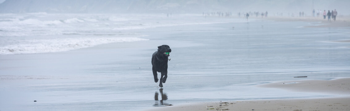 Black labrador retriever dog running on beach with ball in his mouth, Tolovana Beach State Recreation Site, Oregon, vacation tourists in background, summer travel and recreation
