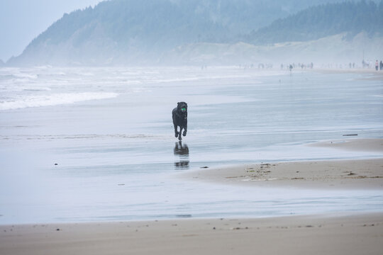 Black labrador retriever dog running on beach with ball in his mouth, Tolovana Beach State Recreation Site, Oregon, vacation tourists in background, summer travel and recreation
