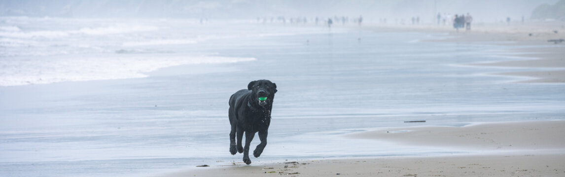 Black labrador retriever dog running on beach with ball in his mouth, Tolovana Beach State Recreation Site, Oregon, vacation tourists in background, summer travel and recreation
