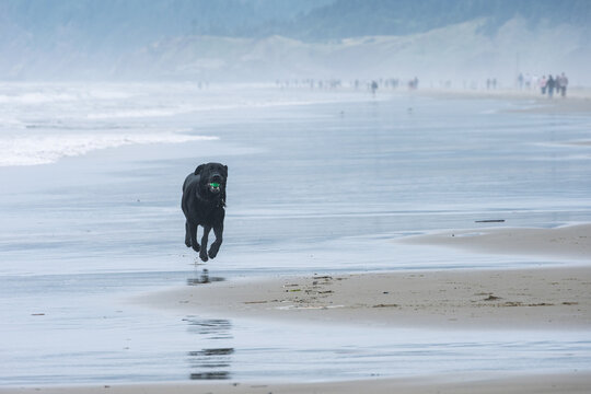 Black labrador retriever dog running on beach with ball in his mouth, Tolovana Beach State Recreation Site, Oregon, vacation tourists in background, summer travel and recreation
