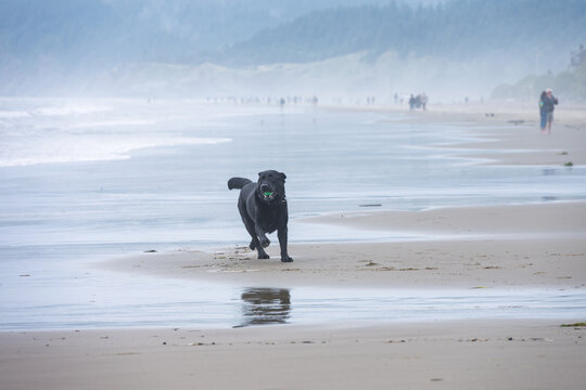 Black labrador retriever dog running on beach with ball in his mouth, Tolovana Beach State Recreation Site, Oregon, vacation tourists in background, summer travel and recreation
