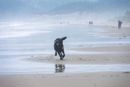 Black labrador retriever dog running on beach with ball in his mouth, Tolovana Beach State Recreation Site, Oregon, vacation tourists in background, summer travel and recreation
