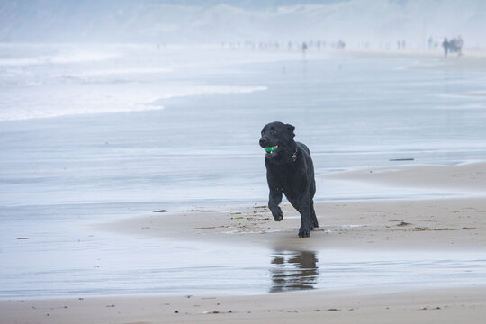 Black labrador retriever dog running on beach with ball in his mouth, Tolovana Beach State Recreation Site, Oregon, vacation tourists in background, summer travel and recreation
