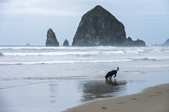 Black labrador retriever dog running and chasing ball in ocean waves and on beach at Tolovana Beach State Recreation Site, Oregon, basalt Haystack rock in background, summer recreation
