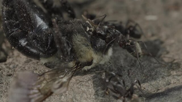 Macro close up of major and minor black carpenter ants pulling dead carpenter bee