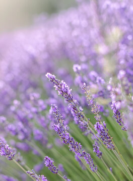 Sunset over a summer lavender field. Landscape with rows of lavender