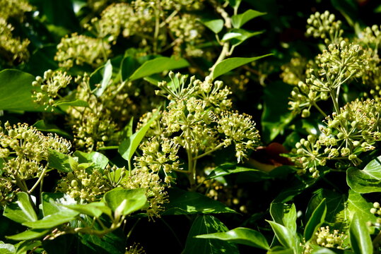 Macro View of Blooming Hedera Helix Flower Clusters in Bologna Italy for Botanical Study