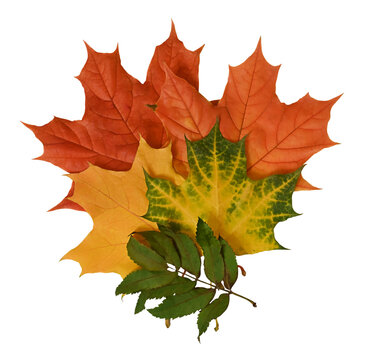 rowan leaf and maple leaves