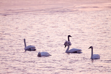 00758-00811 Five Trumpeter Swans (Cygnus buccinator) at sunrise at Riverlands Migratory Bird Sanctuary, MO © Daybreak Imagery