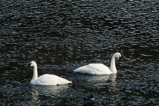 00758-00611 Trumpeter Swans (Cygnus buccinator)  in winter Yellowstone NP   WY