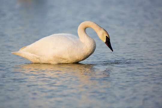 00758-01015 Trumpeter Swan (Cygnus buccinator) in wetland, Marion Co., IL