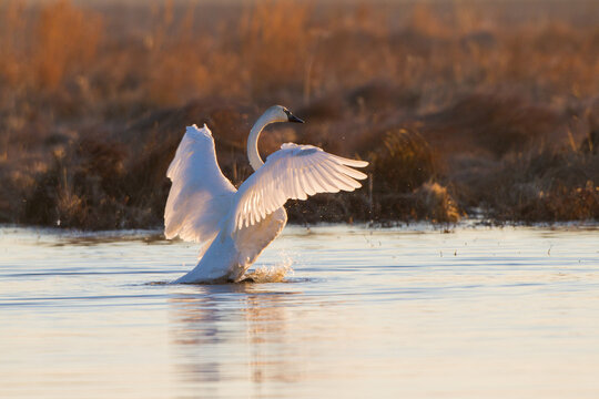 00758-01119 Trumpeter Swan (Cygnus buccinator) flapping wings in wetland, Marion Co., IL
