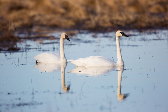 00758-01219 Trumpeter Swans (Cygnus buccinator) in wetland, Marion Co., IL