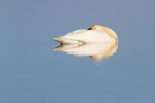 00758-01212 Trumpeter Swan (Cygnus buccinator) resting in wetland, Marion Co., IL