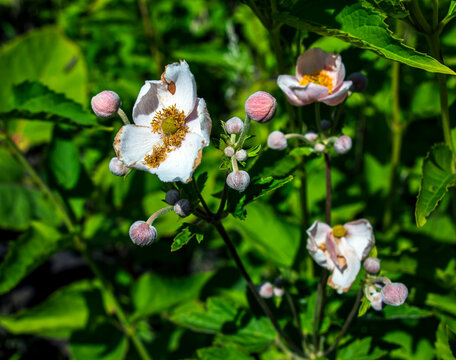Pale pink Japanese anemone flower with yellow center and fuzzy buds