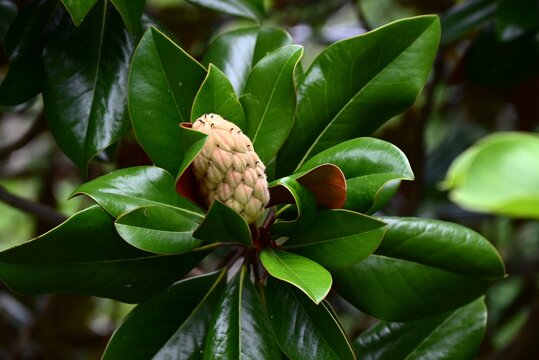 Evergreen magnolia ( Magnolia grandiflora ). It produces large white flowers in early summer, and the fruit that follows is an elliptical aggregate fruit.