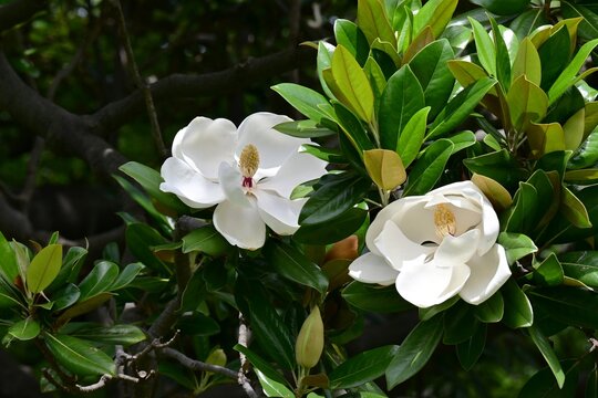 Evergreen magnolia ( Magnolia grandiflora ). It produces large white flowers in early summer, and the fruit that follows is an elliptical aggregate fruit.