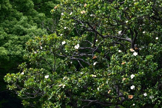 Evergreen magnolia ( Magnolia grandiflora ). It produces large white flowers in early summer, and the fruit that follows is an elliptical aggregate fruit.