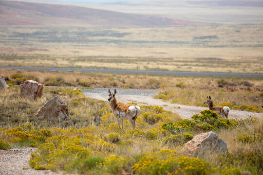 Pair of wild American Pronghorn (Antilocapra americana) standing alert among blooming yellow rabbitbrush in a vast high-desert prairie landscape under soft natural light. High-impact North American 