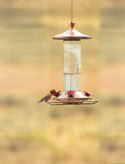 Male Rufous hummingbird perched on a copper and glass feeder while actively drinking nectar. Vertical wildlife photograph featuring rich warm background bokeh and generous copy space. © Franz Sidney Art