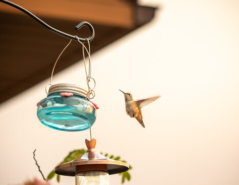 Female or juvenile Rufous hummingbird hovering in mid-flight approaching a hanging blue glass nectar feeder. Action wildlife shot featuring soft warm lighting, motion blur on wings, and wide copy spac