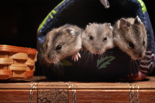 Three hamsters explore a cozy nest in a small woven basket at home
